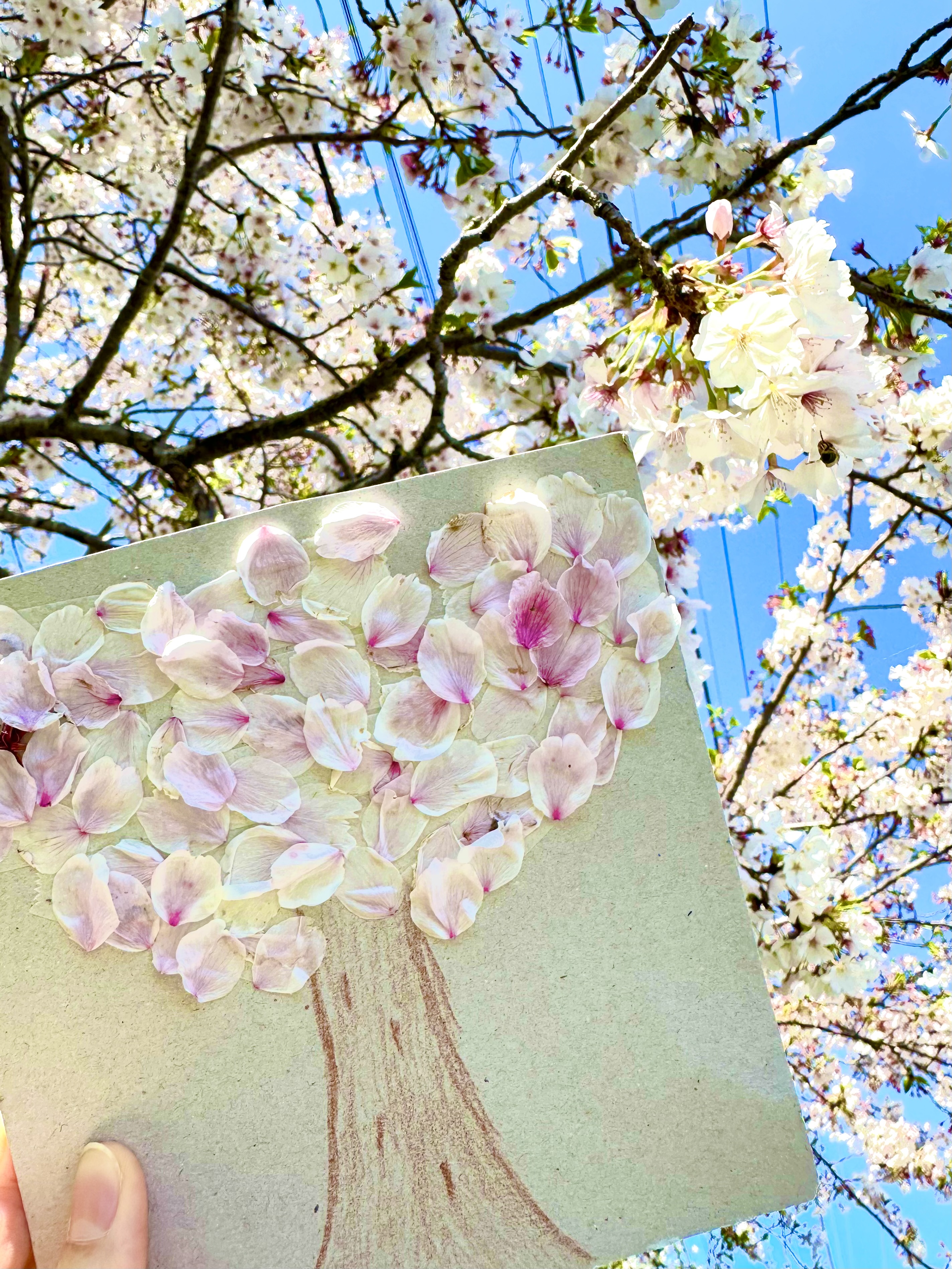 拾った花びらで楽しもう!親子で春のおさんぽアート