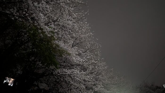 桜の木の下は要注意！？皆が車を停めない理由に納得