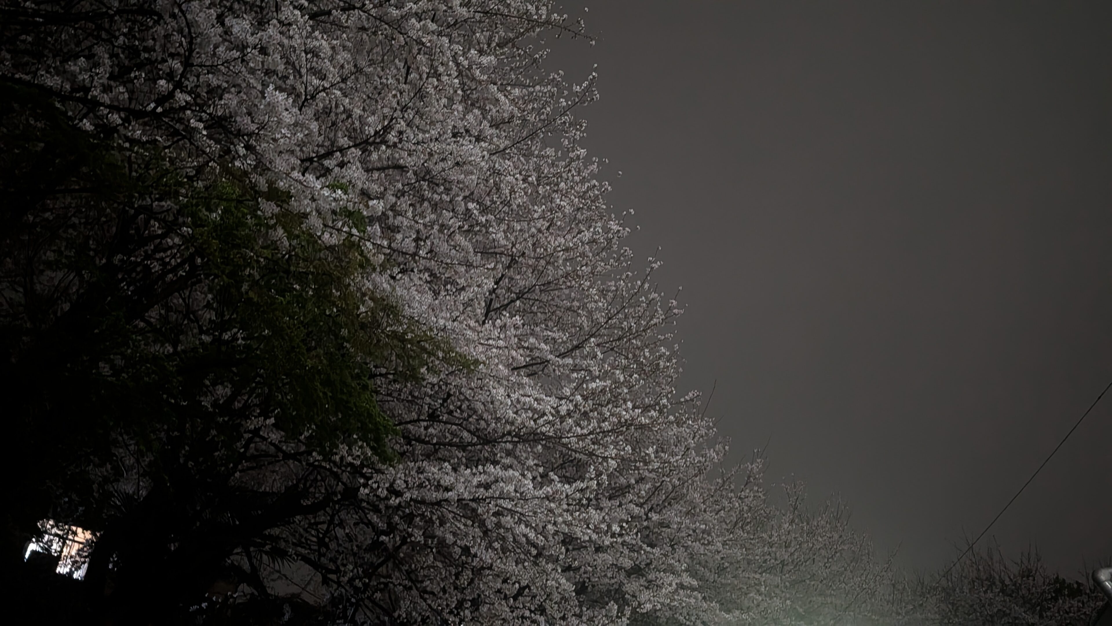 桜の木の下は要注意！？皆が車を停めない理由に納得