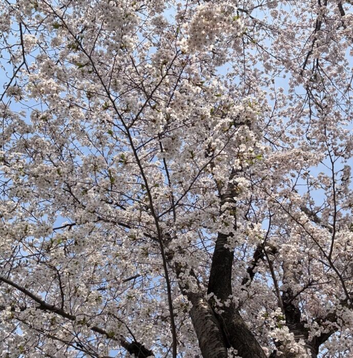 総勢17名でのお花見中に起こった悲劇！ママ友に言えなかった私の身に起きた緊急事態…
