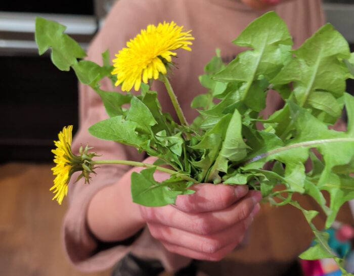 庭のたんぽぽを茹でて食べてみた！小3・小6男子の意外な感想とは
