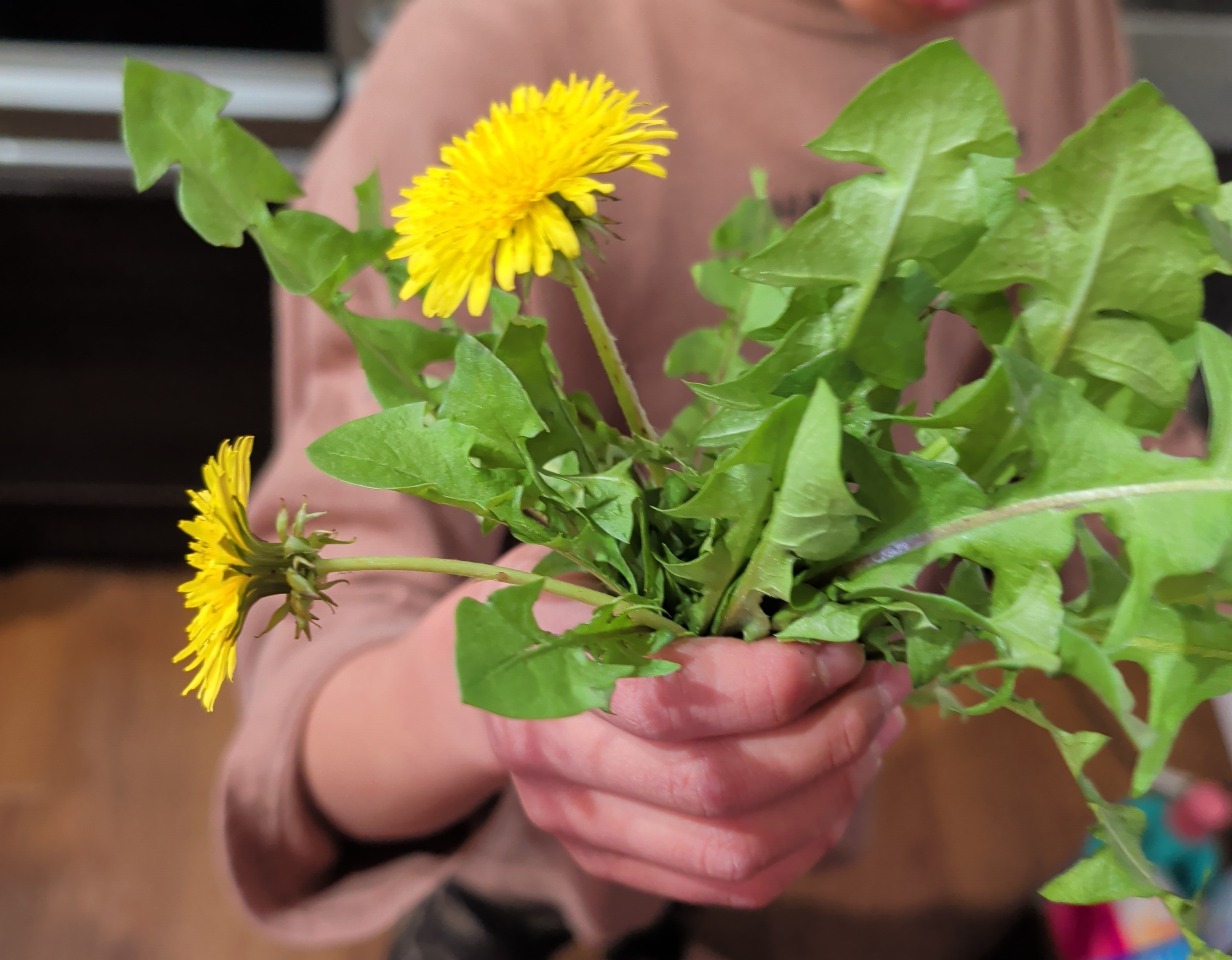 庭のたんぽぽを茹でて食べてみた！小3・小6男子の意外な感想とは