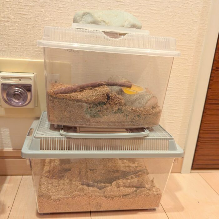 深夜2時のリビングから謎のガシャガシャ音…正体は脱走したカブトムシ！？