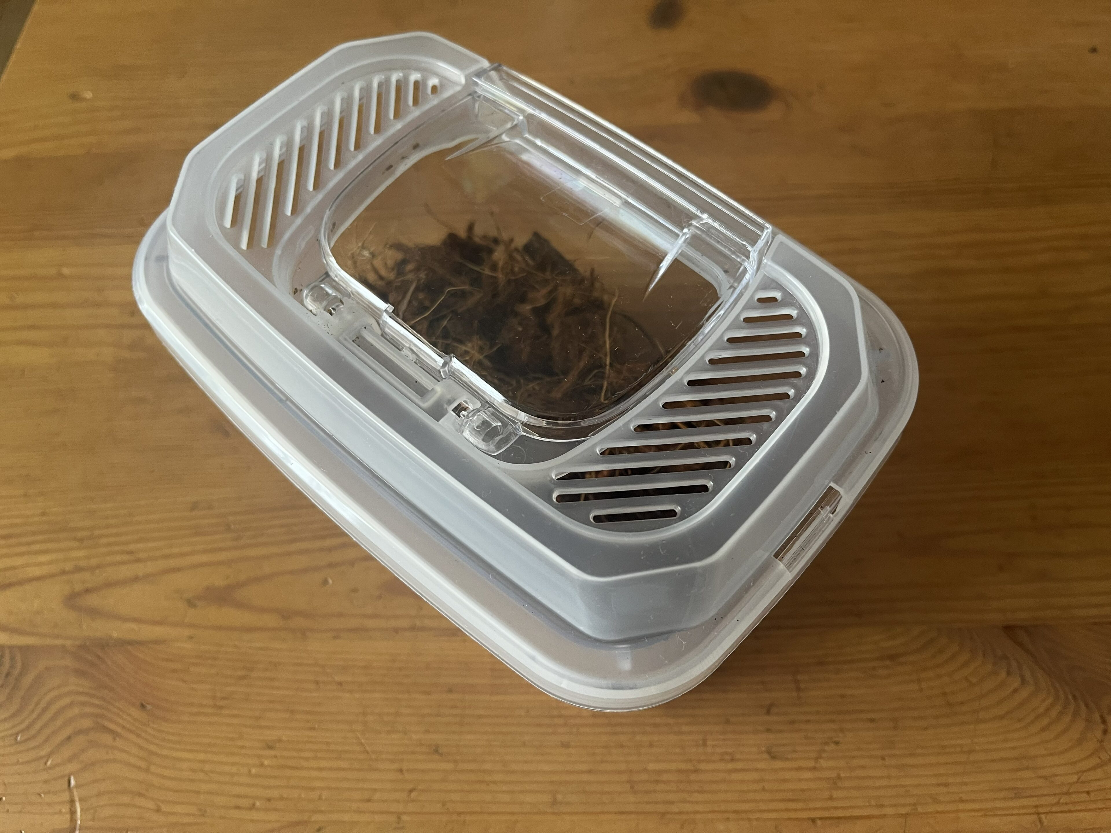 aikoさんの『カブトムシ』母になって気づくこと