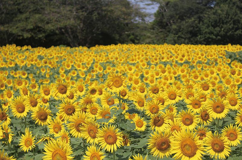 【プレゼントあり】おすすめの夏のおでかけスポットを紹介! 専門家によるおでかけ時の注意ポイントも