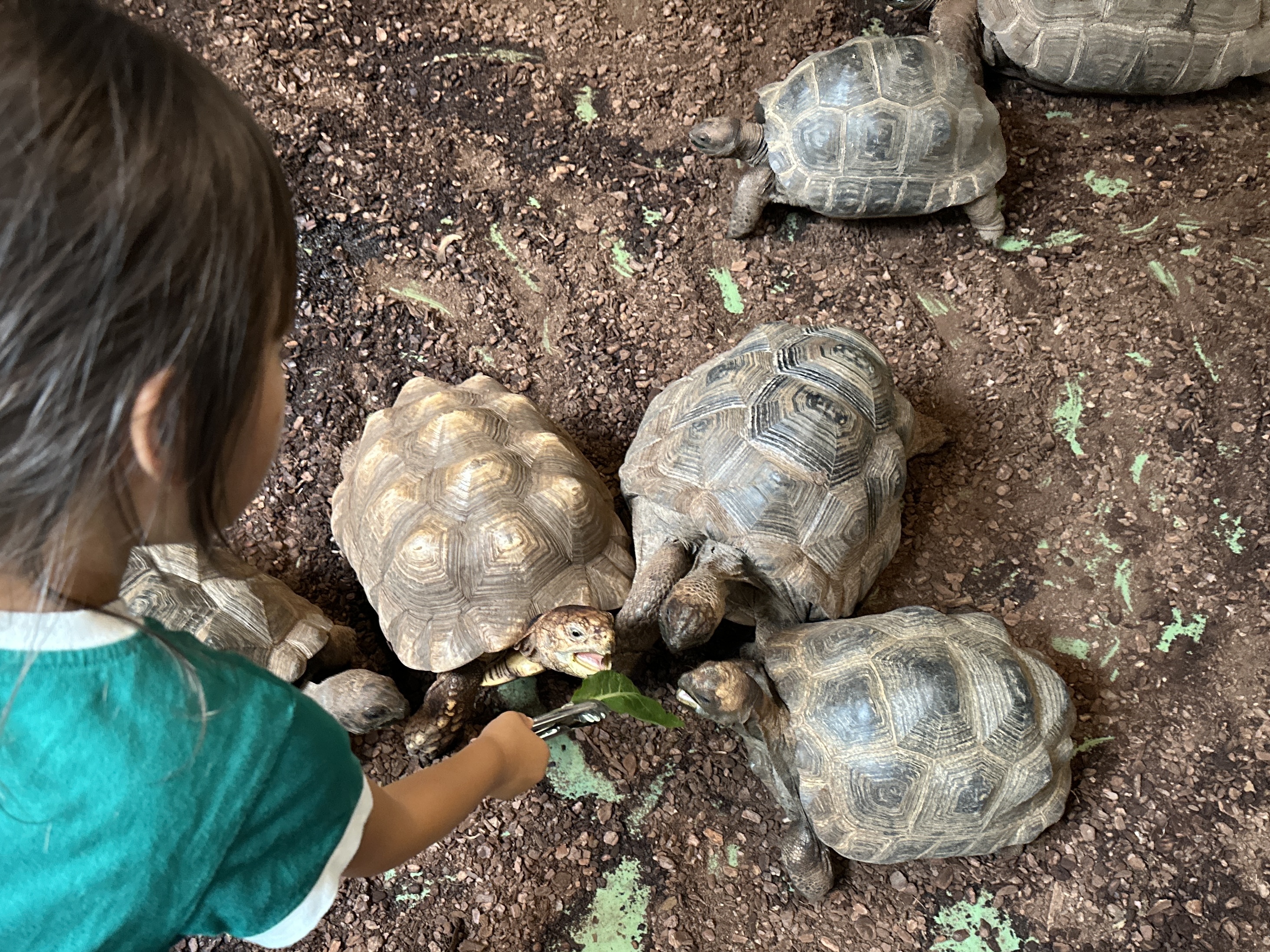 雨の日でも大満喫！体感型動物園「iZoo」で爬虫類のイメージが変わった