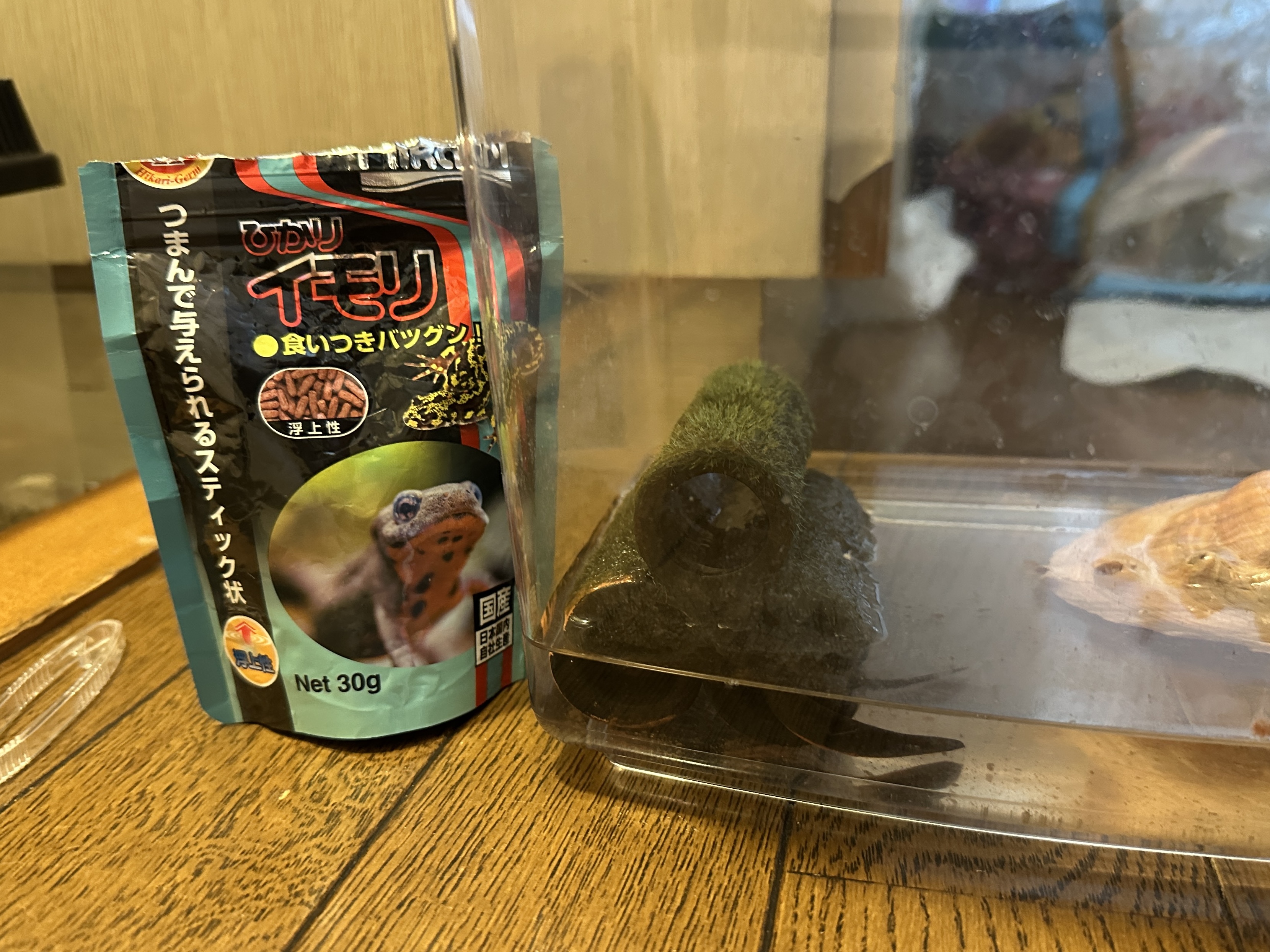 「何が起きてるの!?」夜中に大慌て!息子と見守ったイモリの脱皮