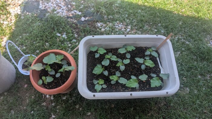 野菜も多肉植物も枯らす母…小3息子の毎日の行動に感心した話