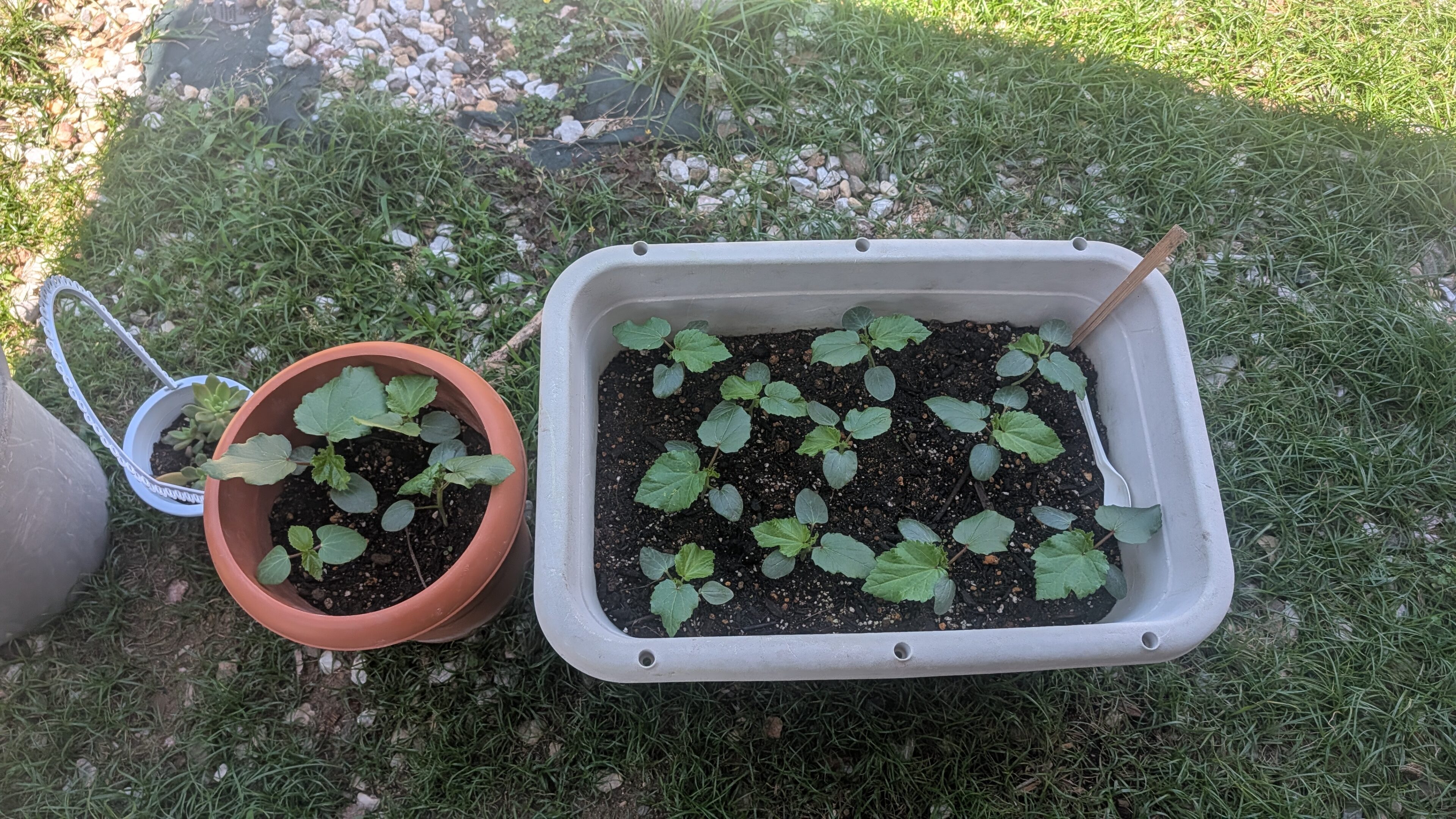 野菜も多肉植物も枯らす母…小3息子の毎日の行動に感心した話