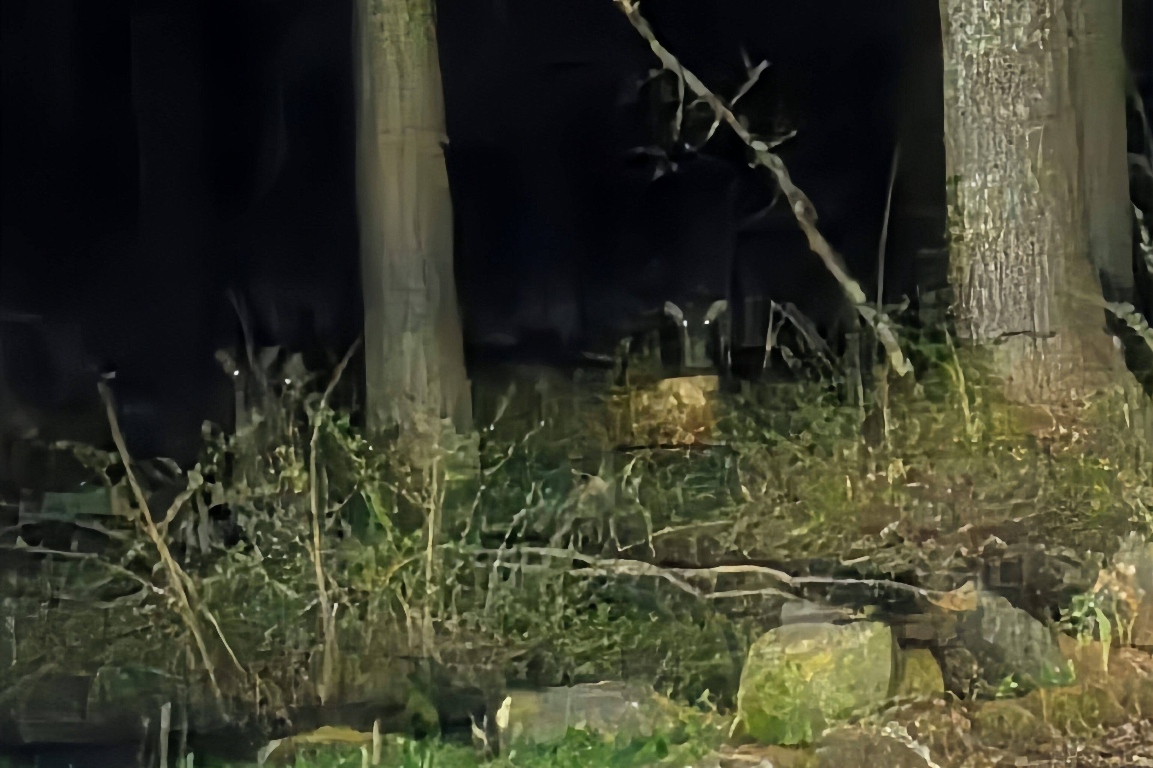 「帰る！！」ダウン症そらちょが震えた夜。鹿を見に行っただけなのに…