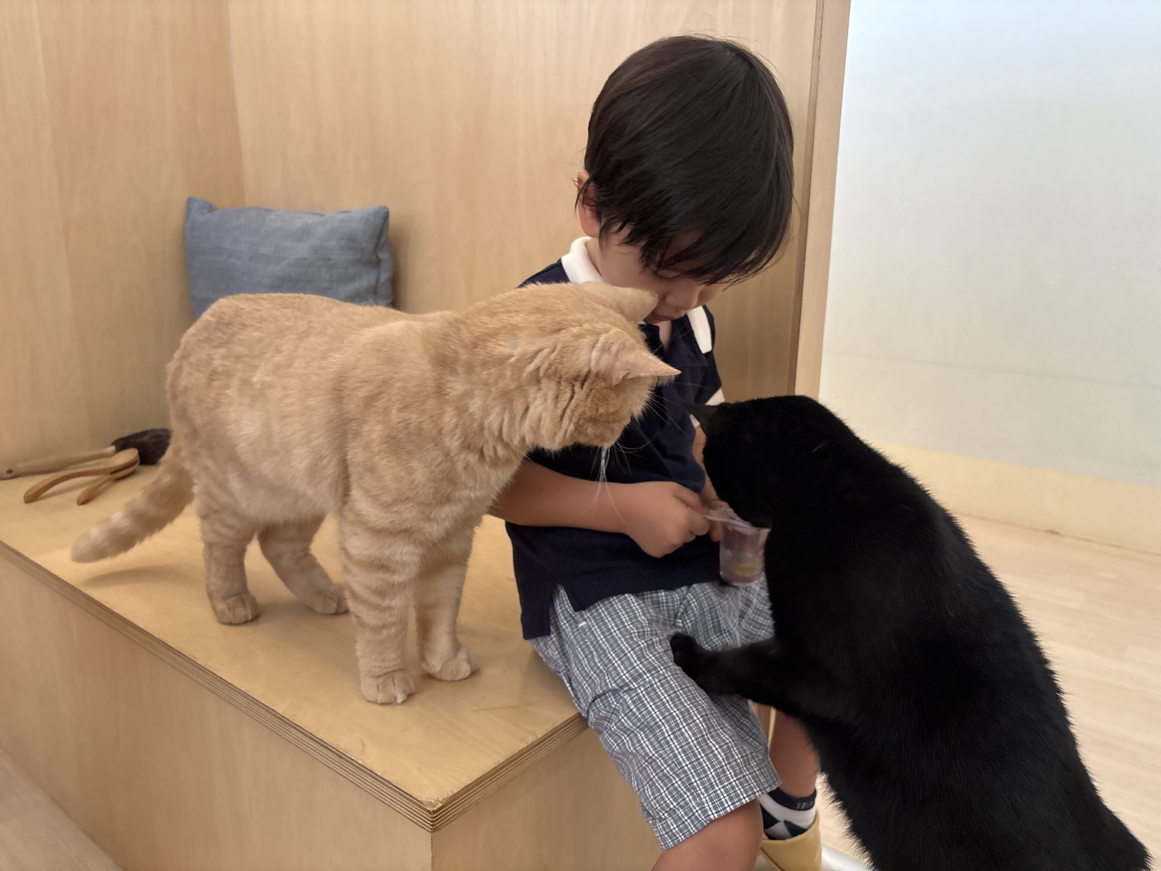 3歳以下無料！Cat Café MOFFは子連れ猫カフェデビューにもおすすめ