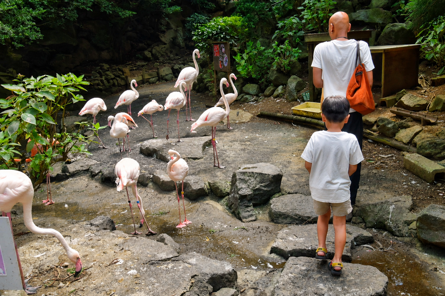 【伊豆シャボテン動物公園】息子が大パニック！？放し飼いの動物たちとのふれあいに大興奮