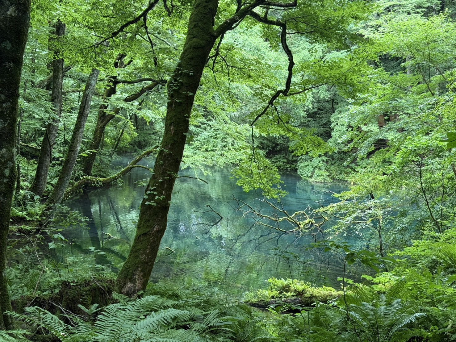 熊に遭遇しませんように…！それでも行ってよかった白神山地【青森・十二湖】