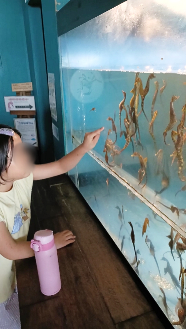 【鹿児島・子連れおでかけ】日本で唯一！わざわざ行きたい「タツノオトシゴハウス」