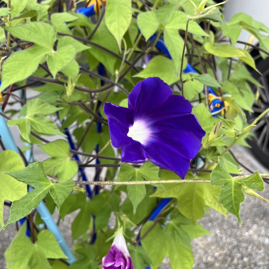 まだ間に合う！夏休みの自由研究に朝顔の開花を観察してみたよ