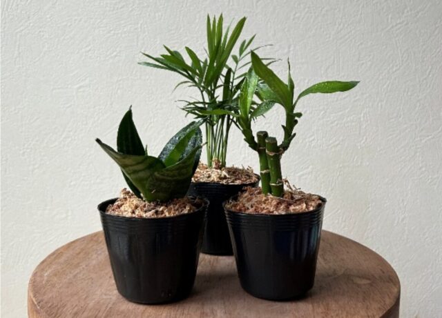 親子で植物を育てるきっかけに！「東京グリーンビズ」の対象イベント参加者に苗木をプレゼント