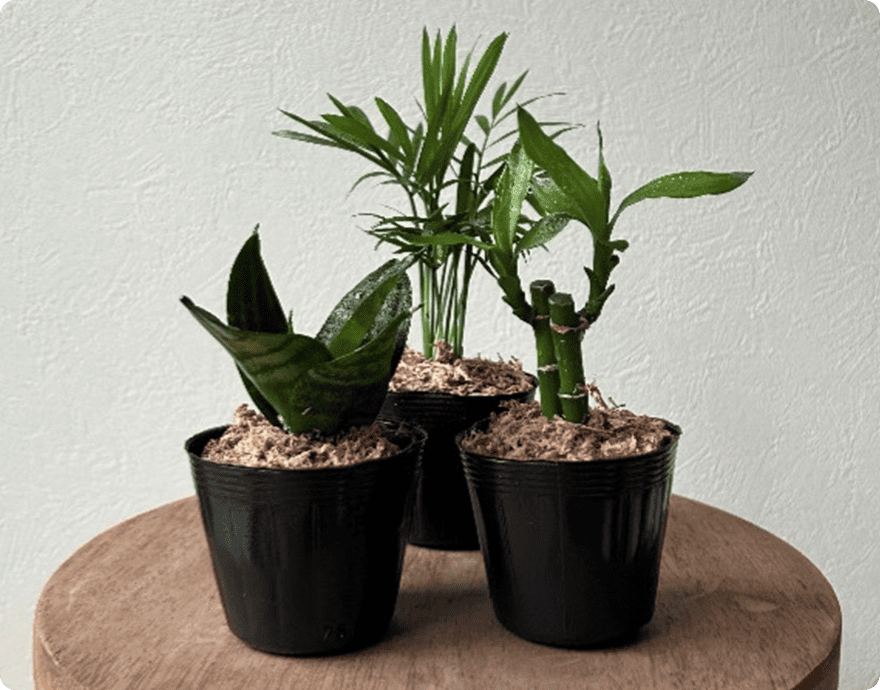 画像：観葉植物