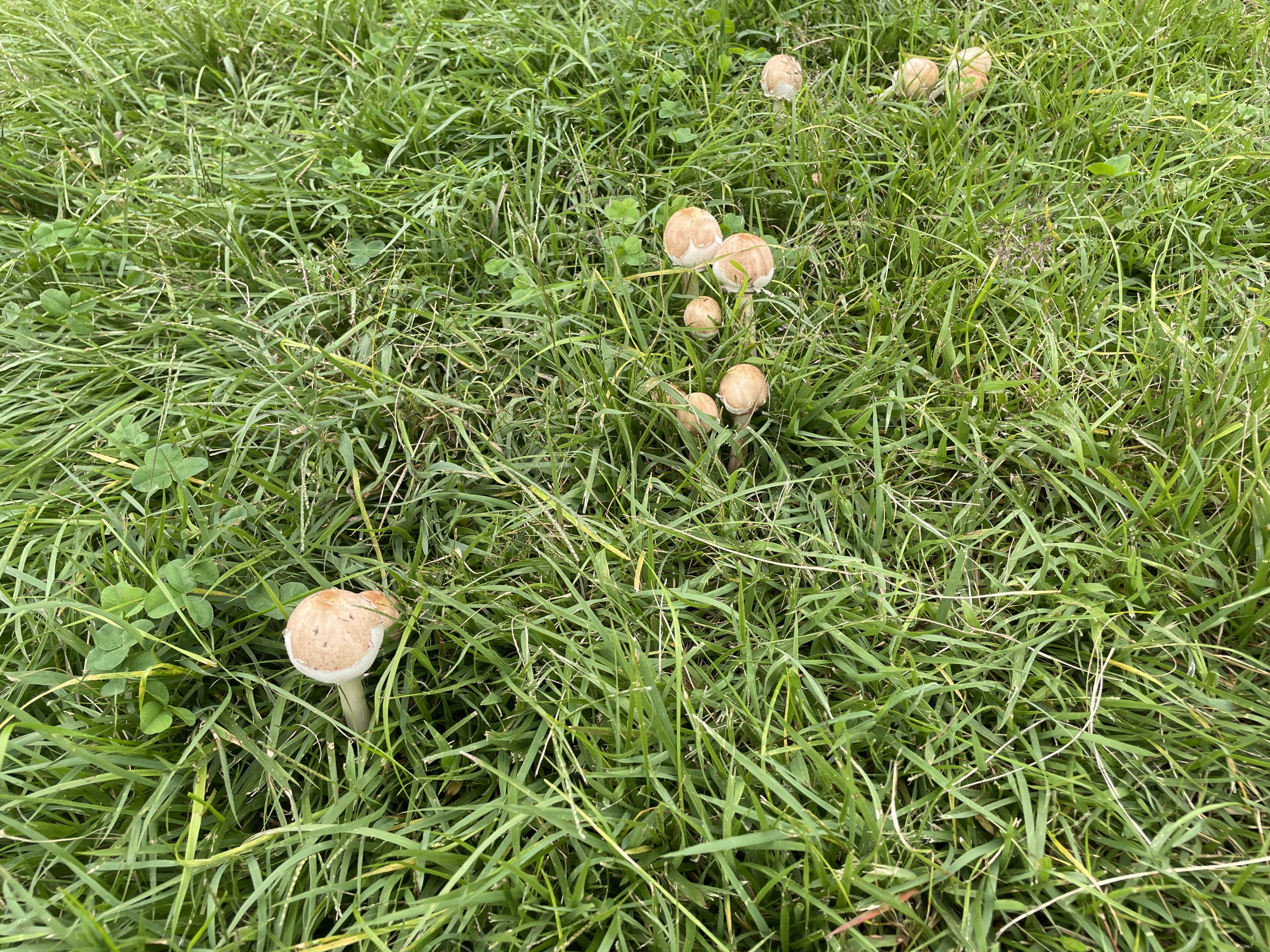 公園にキノコ？！子どもと見つけた「謎のキノコ」を調べてみた