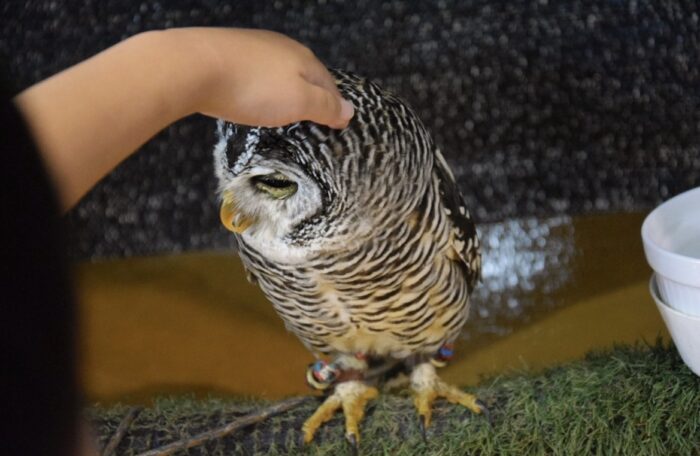 フクロウやイグアナと触れ合える！埼玉県上尾市「いきもの探検隊」で動物とのふれあい体験