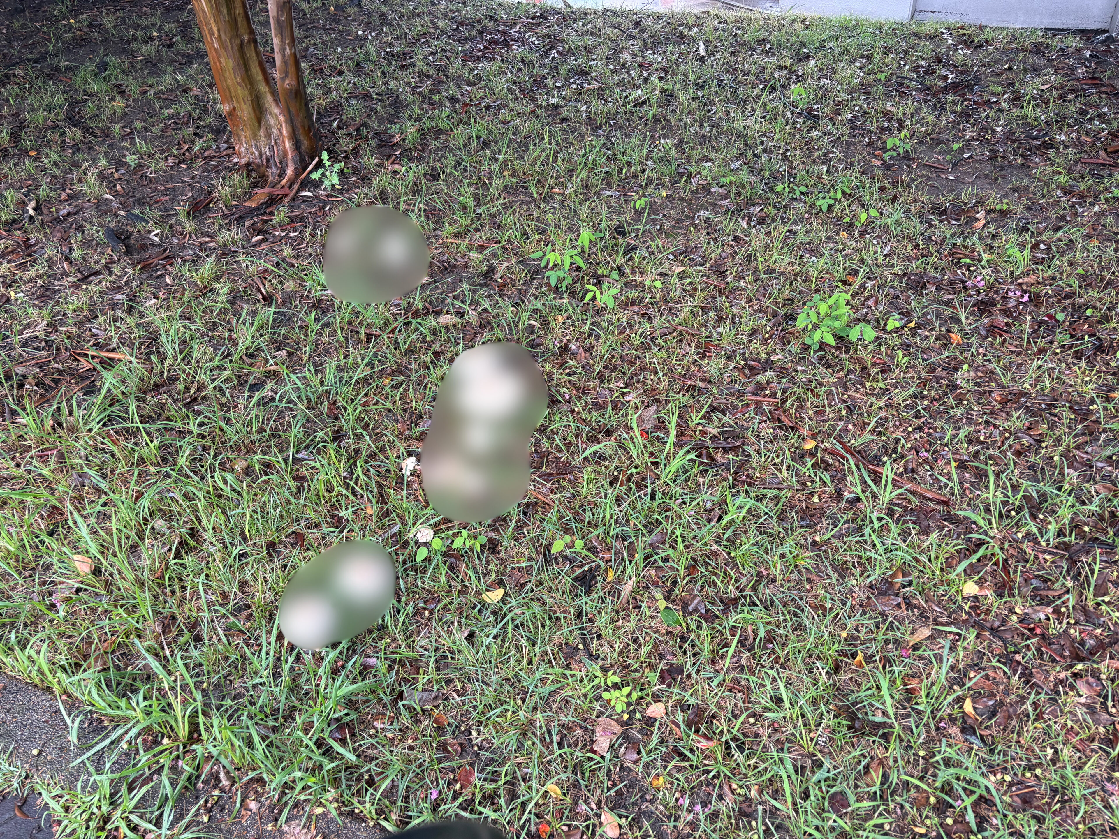 長雨の後、公園に現れたモノが危険すぎる!?子どもは要注意!