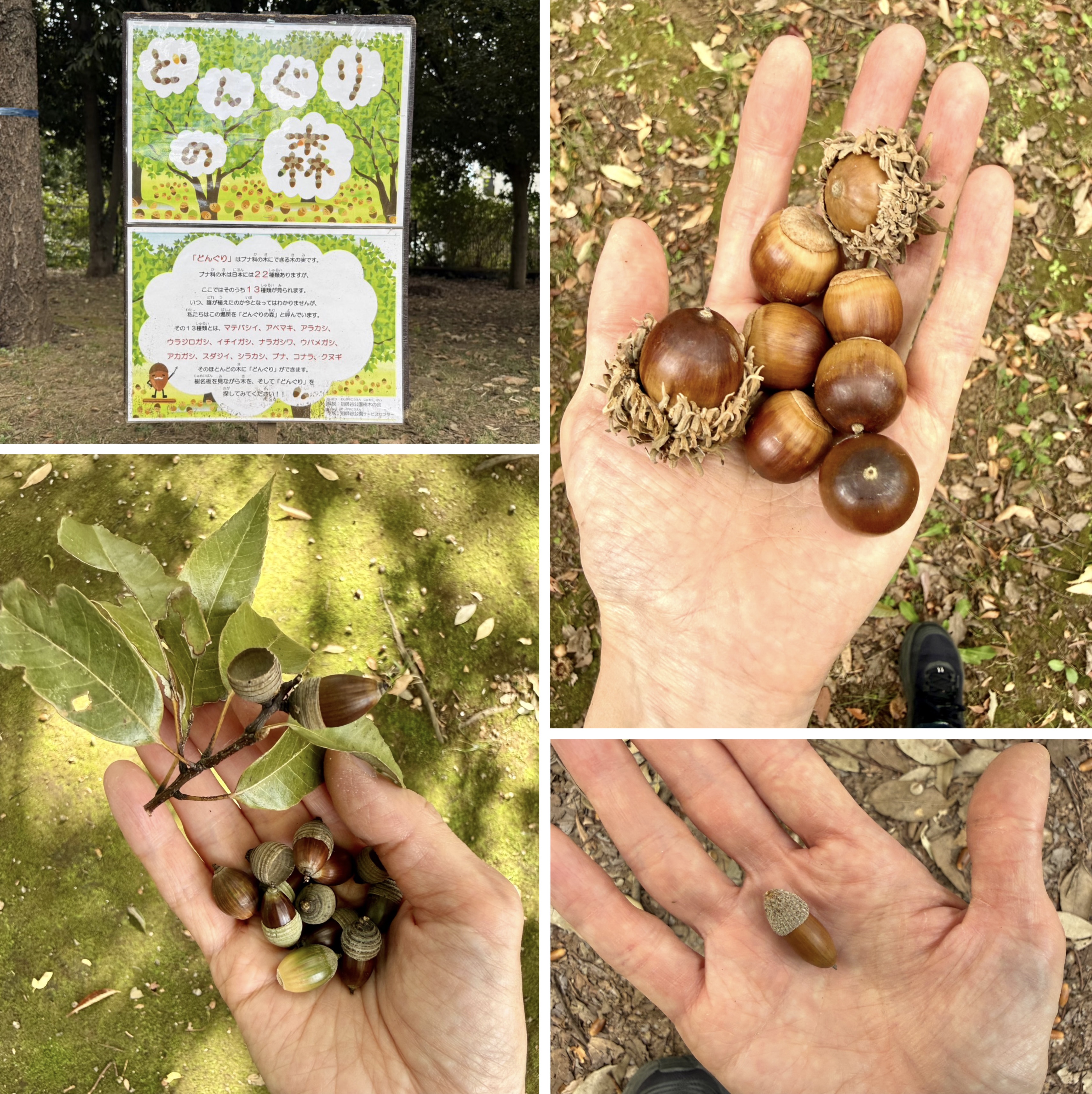 【都内・無料】どんぐりの木が13種類もある公園が秋のおでかけにぴったり！「祖師谷公園」