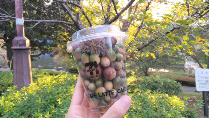 どんぐり、何に入れてる？あの容器を洗って使う、わが家のどんぐりBOX